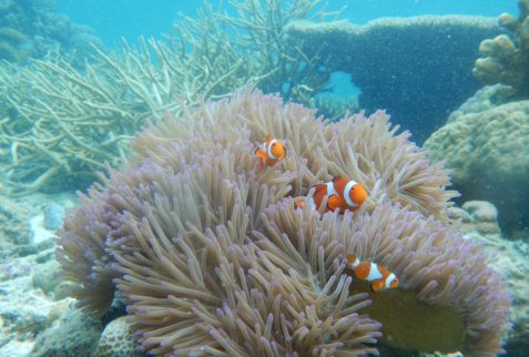 Buceo en Coron