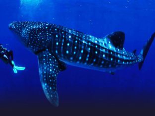 Tiburon ballena en Donsol