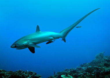 Tiburón zorro en Malapascua