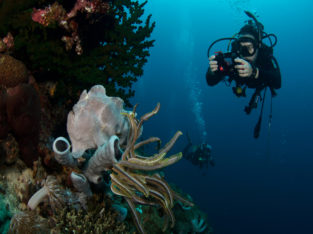 Buceo en Moalboal