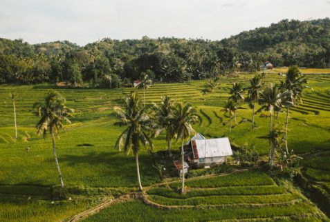 Arrozales de Bohol