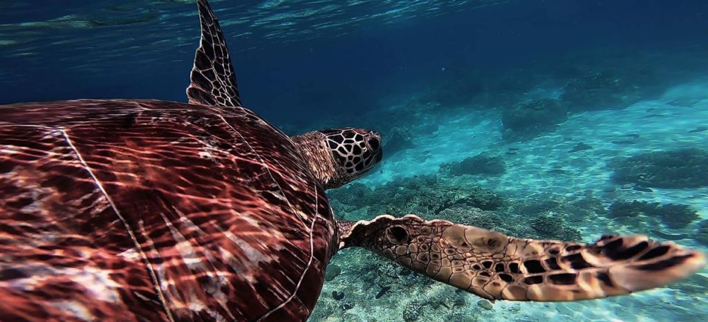 Nadar con tortugas en la isla de Negros con Woola Filipinas