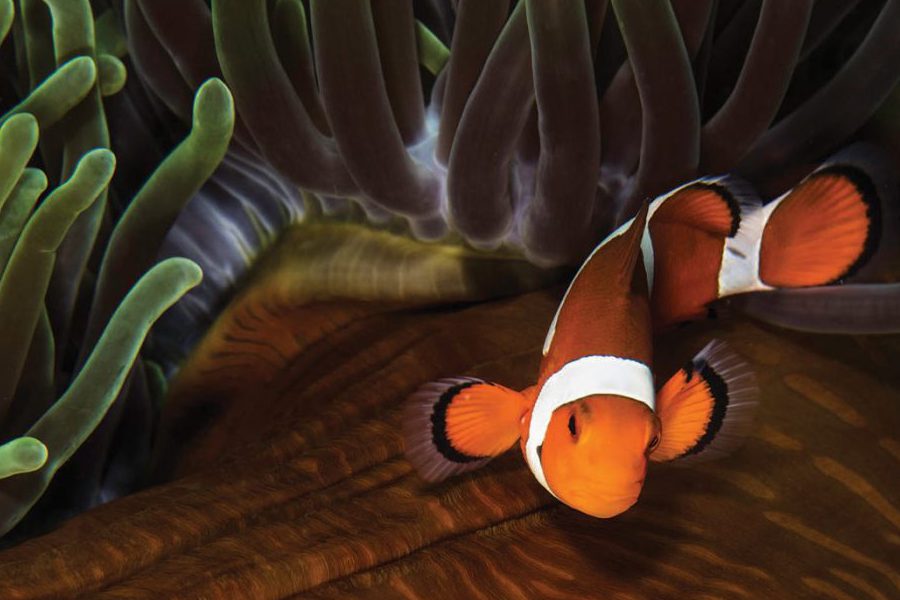 Buceo en Siquijor. Descubre viajes a Siquijor