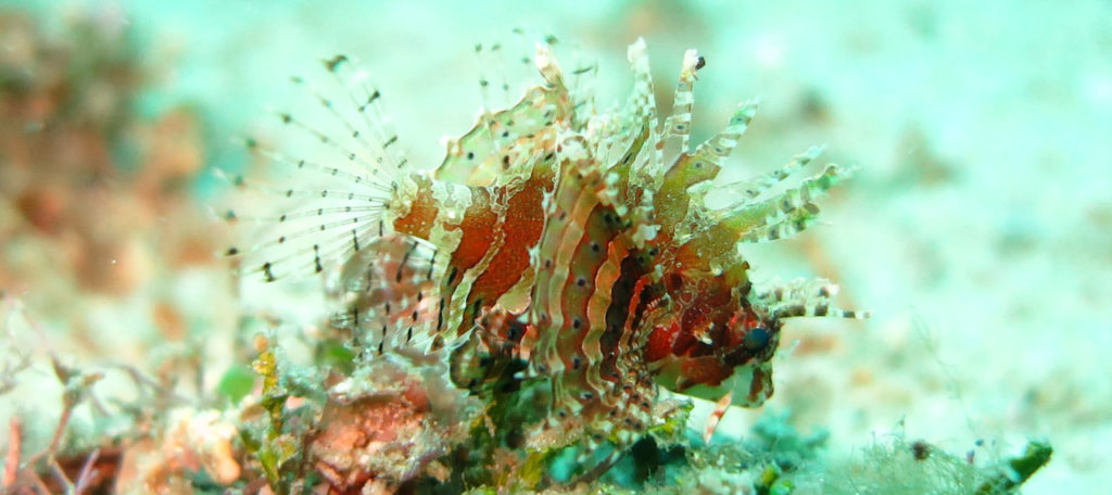Buceo en Siquijor. Descubre nuestra guía