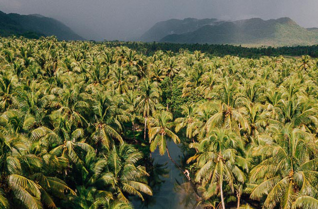 Filipinas es uno de los principales productores de coco del mundo descubre mucho más con Woola Filipinas