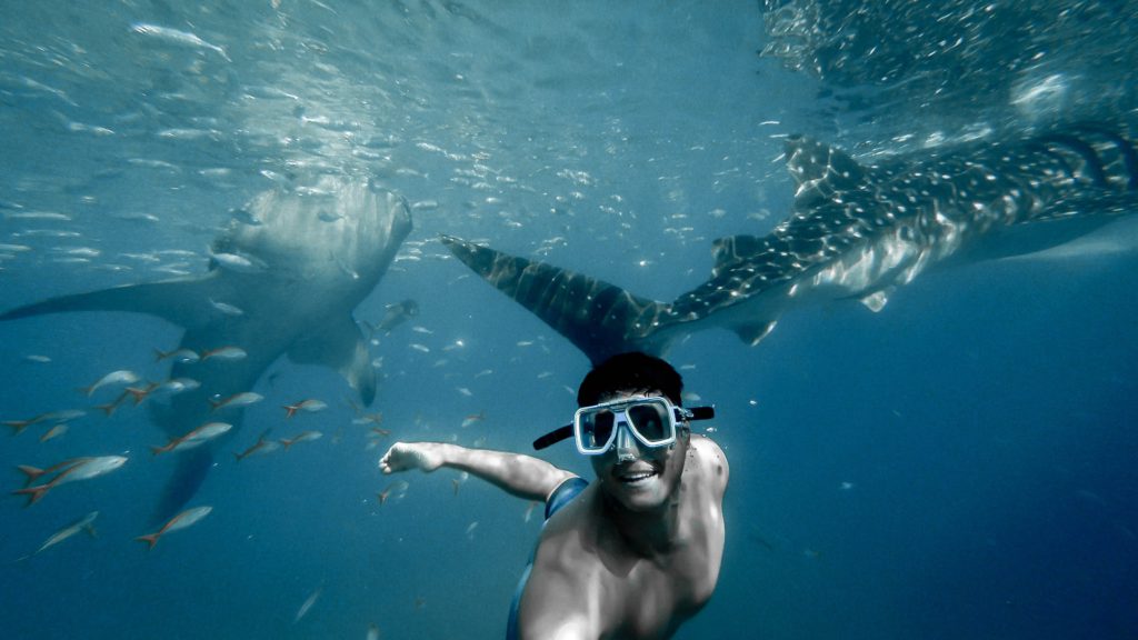 chico nadando con el tiburón ballena en Donsol
