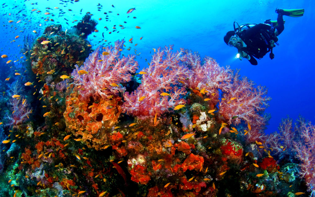 Buceo en Filipinas - por que viajar a Filipinas