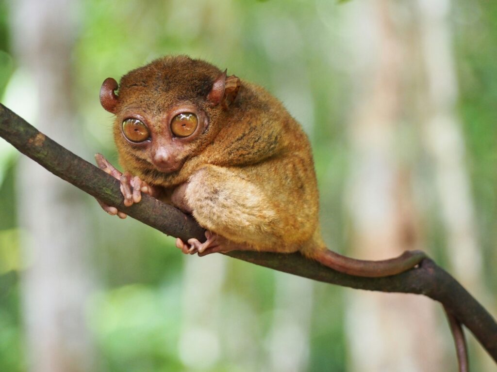 bohol en verano